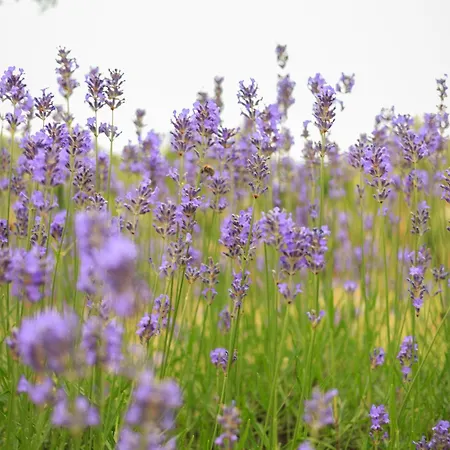 Casa de Férias Podgozd House *