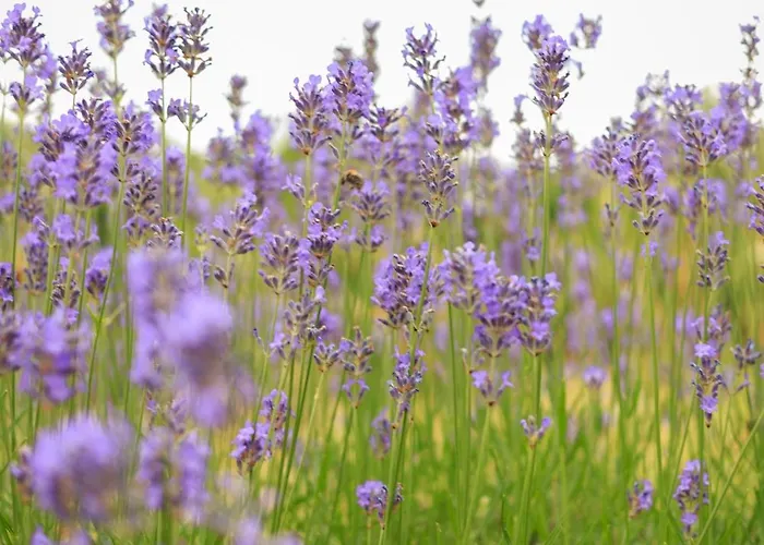 펜션 Podgozd House *